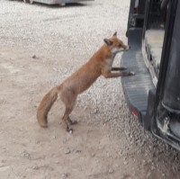 HAVE YOU SEEN THIS FOX?